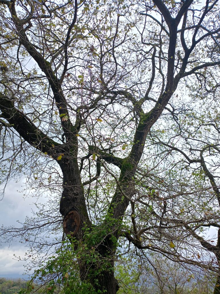 oplus_32