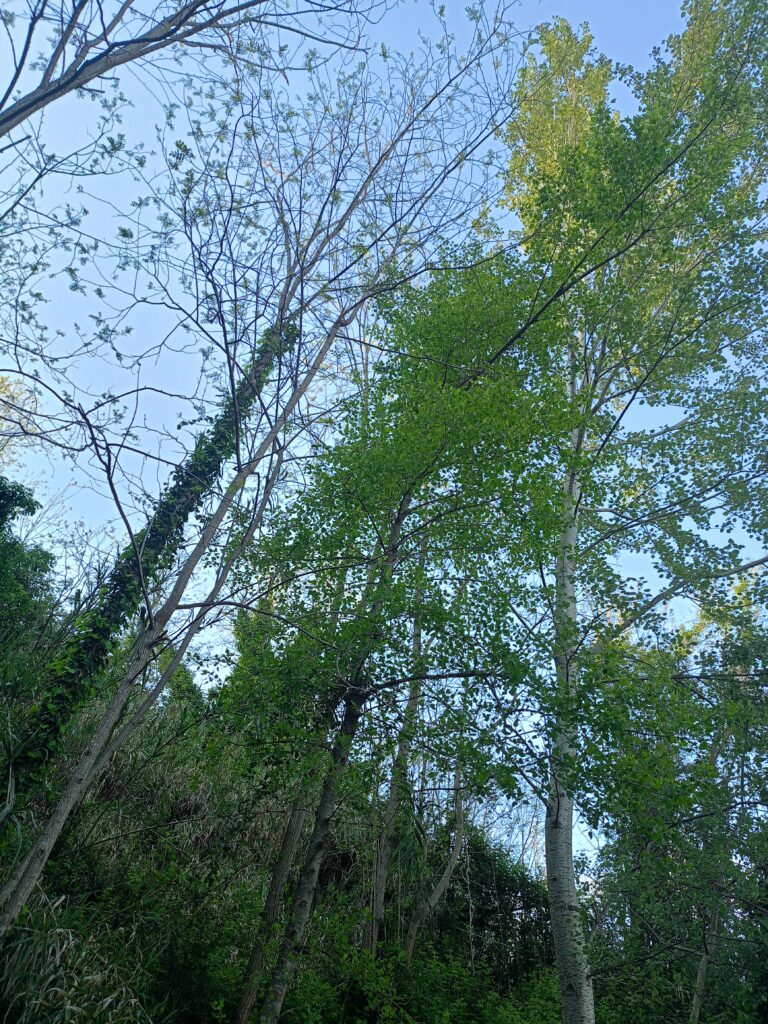 oplus_32